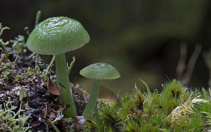 Зеленые грибы на лужайке. Макросъемка.