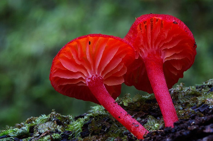 Макрофотография с грибами от австралийского фотографа.