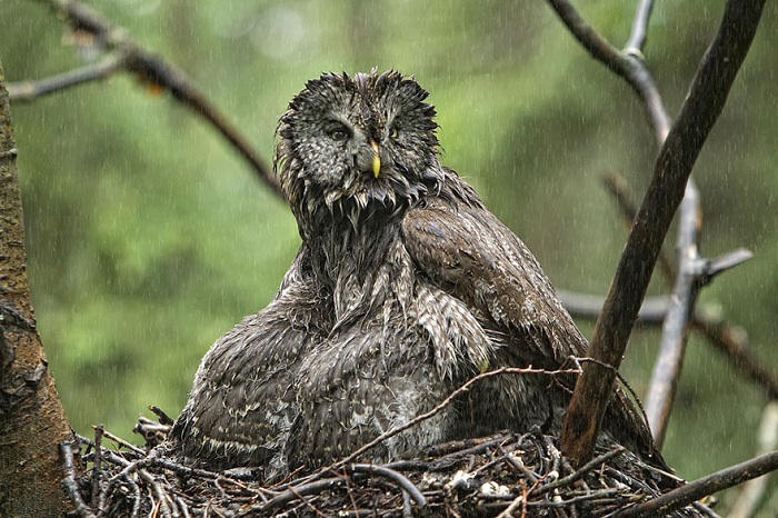 Мать защищает птенцов от дождя.
