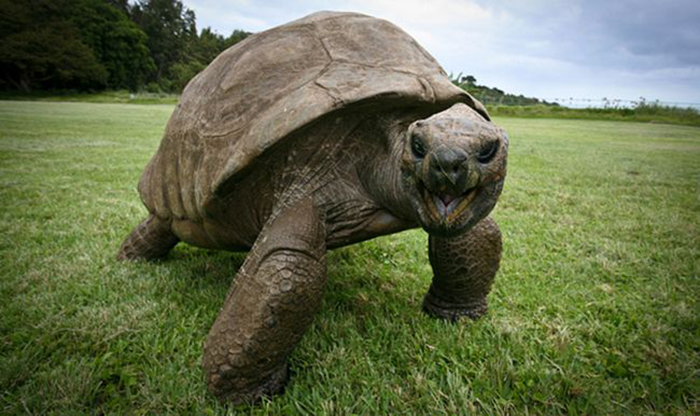 Донатан - самая старая черепаха в мире.