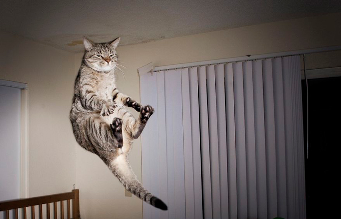 Кошки, пойманные в прыжке.