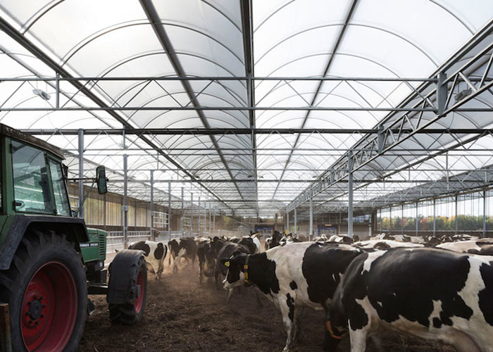 Знаменитые черно-белые голландские коровы свободно гуляют в просторном коровнике.