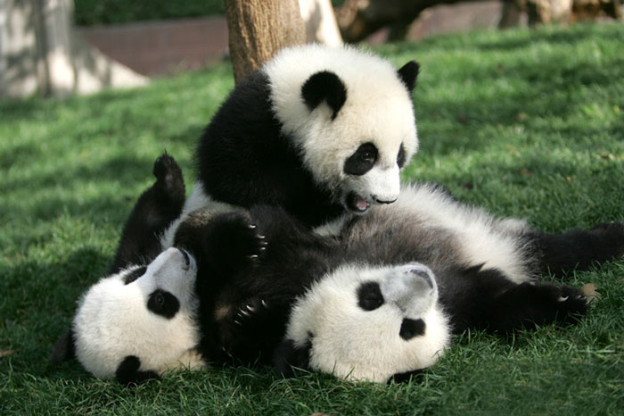Научно-исследовательский центр в Ченду пытается восстановить популяцию гигантских панд.