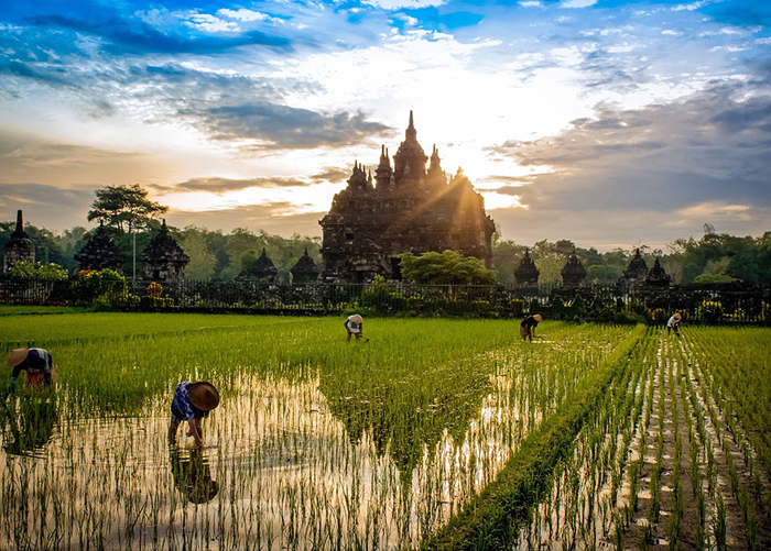 Рисовые поля в Индонезии (Bill Stipp, Индонезия).