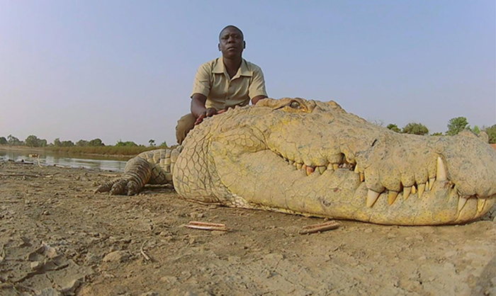 Священные крокодилы из Буркина-Фасо.