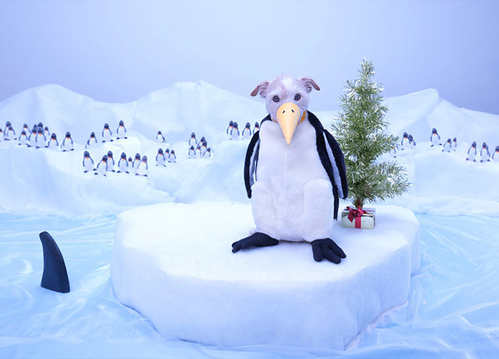Пингвин, 2011 год.