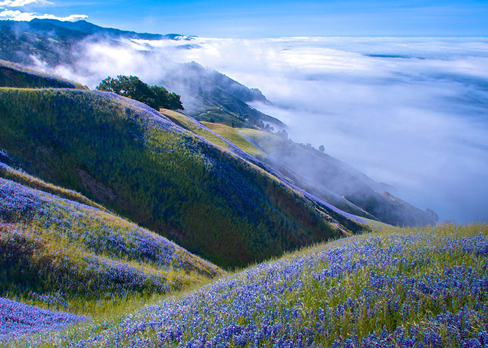 Красивый пейзаж над туманом (Douglas Croft, США).