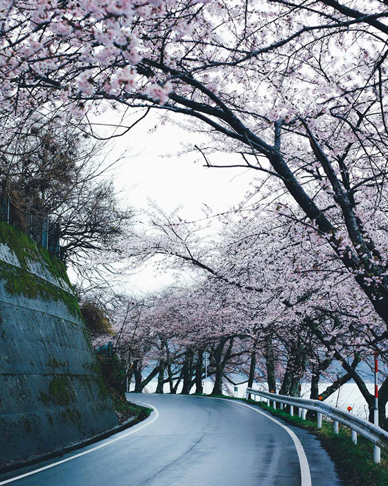 Сакура в цвету. Автор: Takashi Yasui.