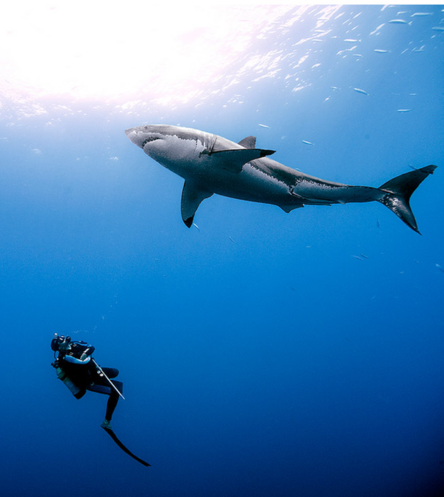 Под водой в компании с акулой. Автор фото: Daniel Botelho.