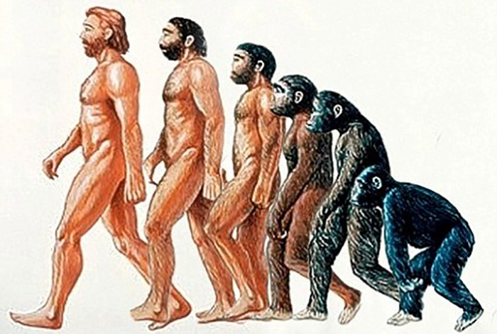 Эволюция человека.