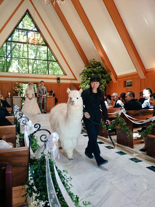 Свадебная церемония в присутствии альпаки.