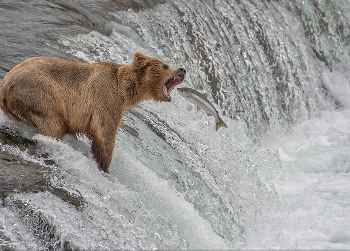 Медведь в национальном заповеднике США (Aaron Baggenstos, США).