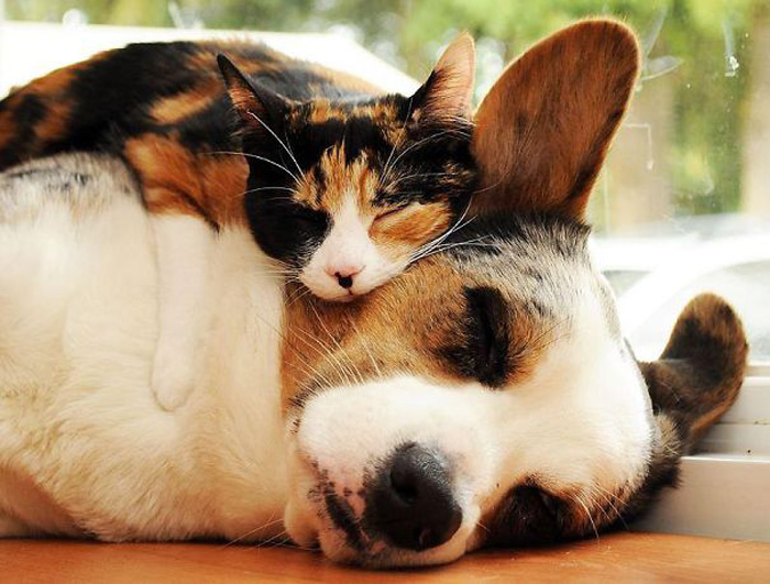 Кошка и собака.