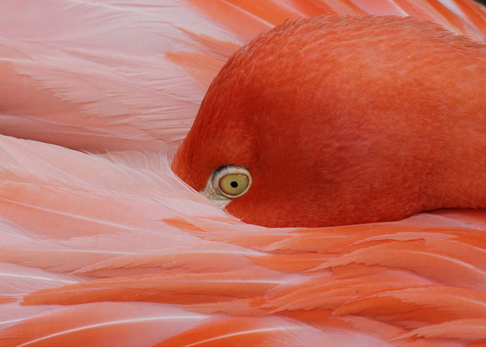 Грициозность розового фламинго (Tylee Parvin, США).