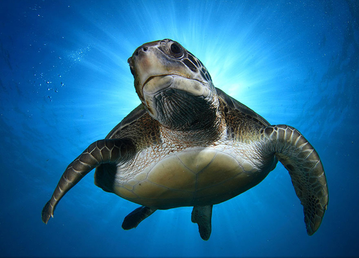Зеленая черепаха спускается вниз в ореоле солнечного света (Montse Grillo, Канарские острова).