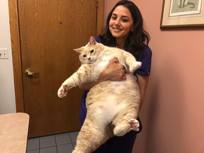 Бронсон - не просто большой, а очень большой кот. Instagram iambronsoncat.