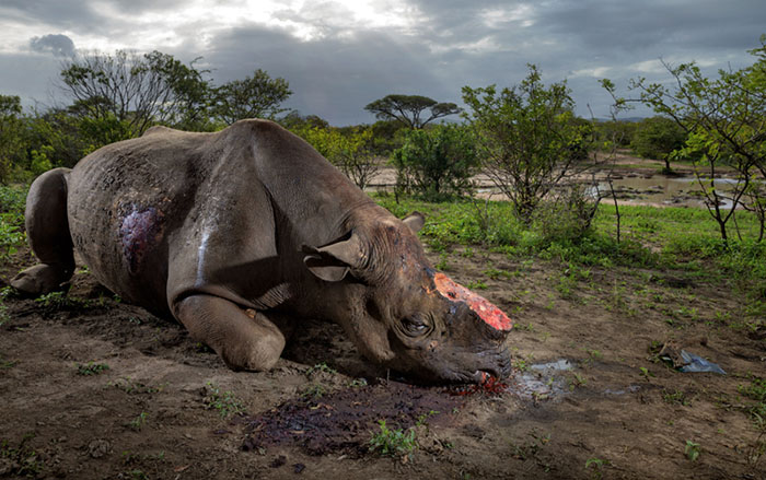Возможно, проблема браконьерства на носорогов теперь будет решена.