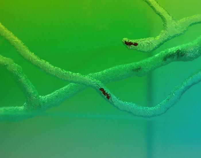 Инсталляция Брэда Трумеля с живыми муравьями.