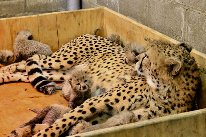 Это первый случай, когда родилось так много котят у гепарда, живущего в неволе.