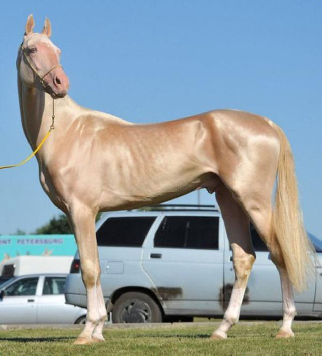 Ахалтекинская лошадь изабелловой масти.