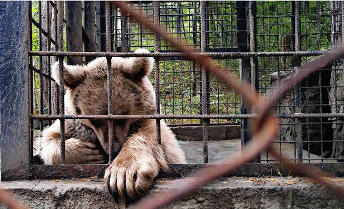 Спасательная команда насчитала около 80 медведей, находящихся в подобной ситуации на территории Армении.