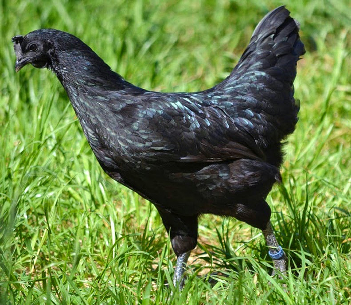 Черная-черная курица.