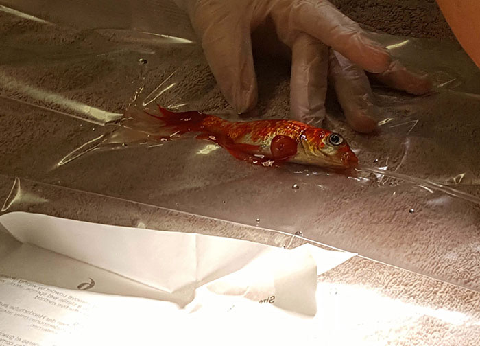Рыбка Боб оказался в больнице на 21-м году жизни.