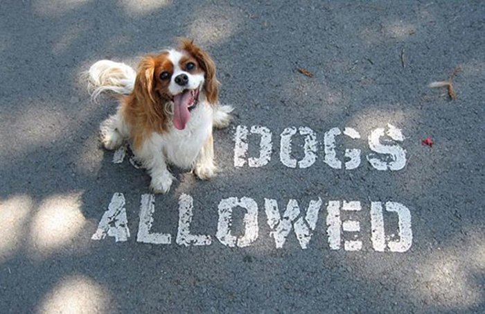 Вход с собаками запрещен.