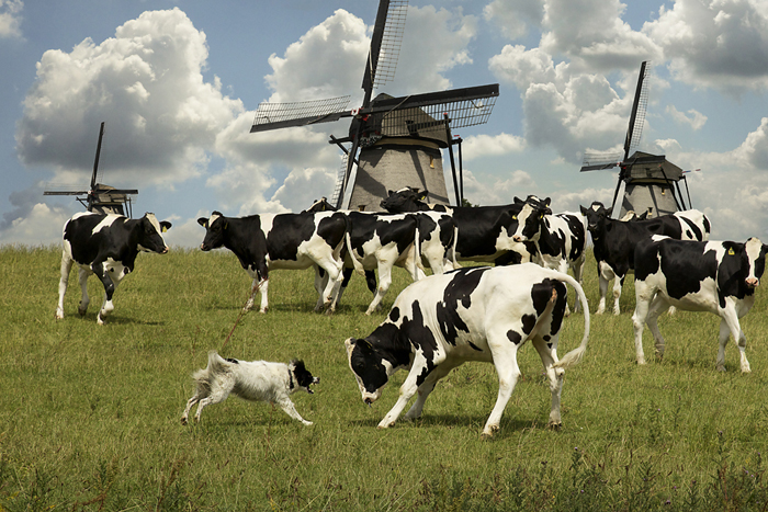 Пастух голландских коров.