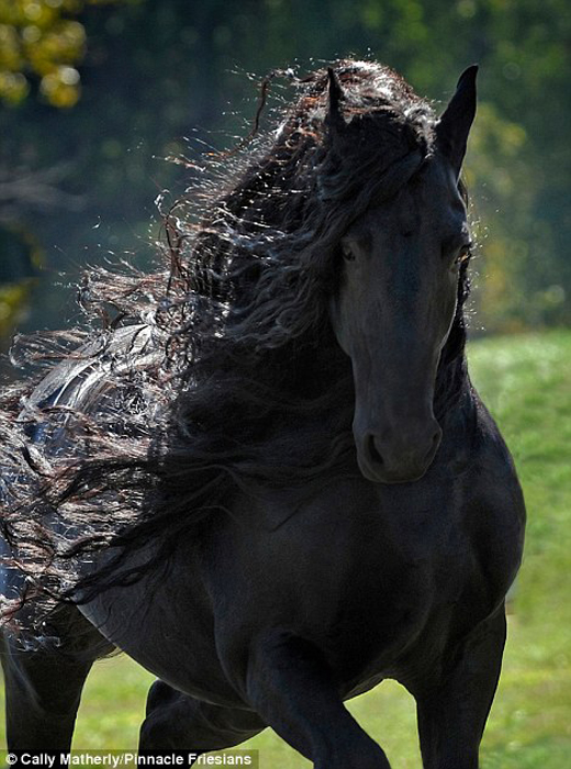 Самая красивая лошадь в мире - черный жеребец Фридрих Великий