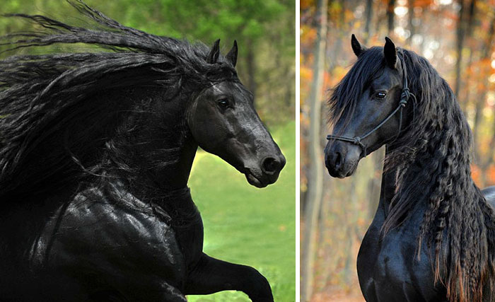 Самая красивая лошадь в мире - черный жеребец Фридрих Великий