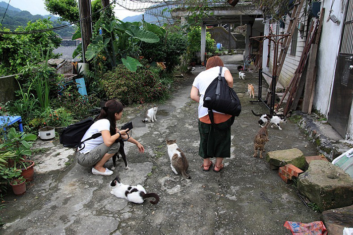 Кошки и коты в тайваньской деревне.