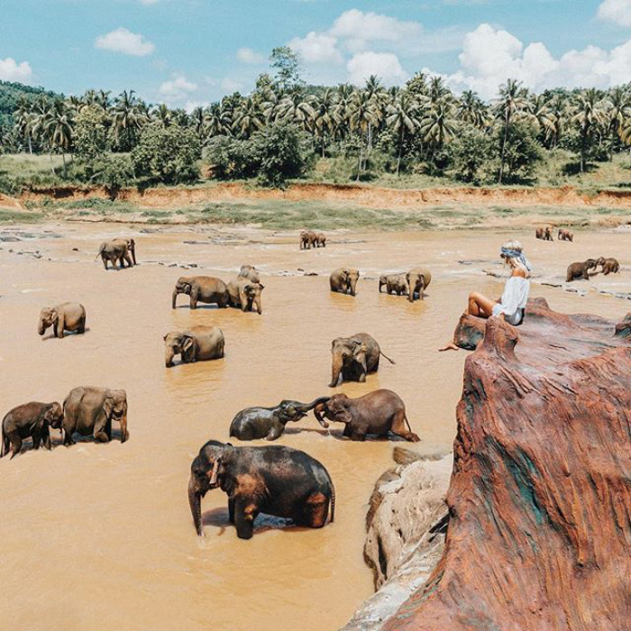 Утром слоны пришли к реке. Шри Ланка. Instagram doyoutravel.
