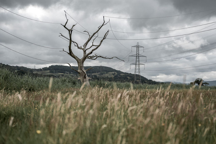 Электрическое дерево. Автор: James Popsys.