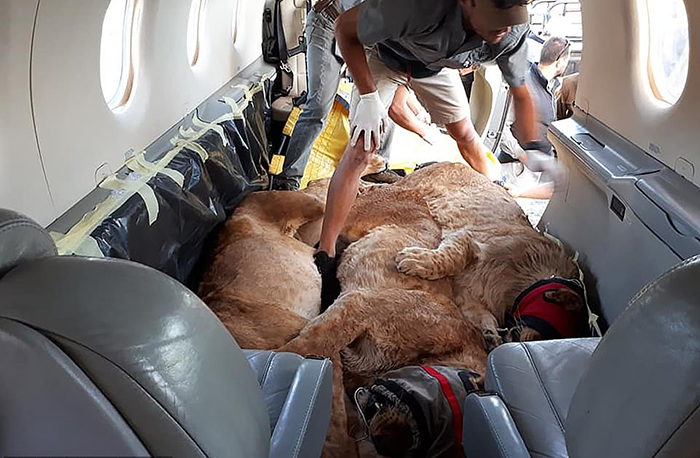 Львицы лежат в обнимку в самолете из Стамбула в Йоханнесбург.