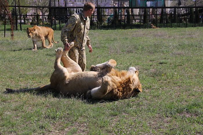 Львы из крымского зоопарка, которым помогает Лионель с едой.