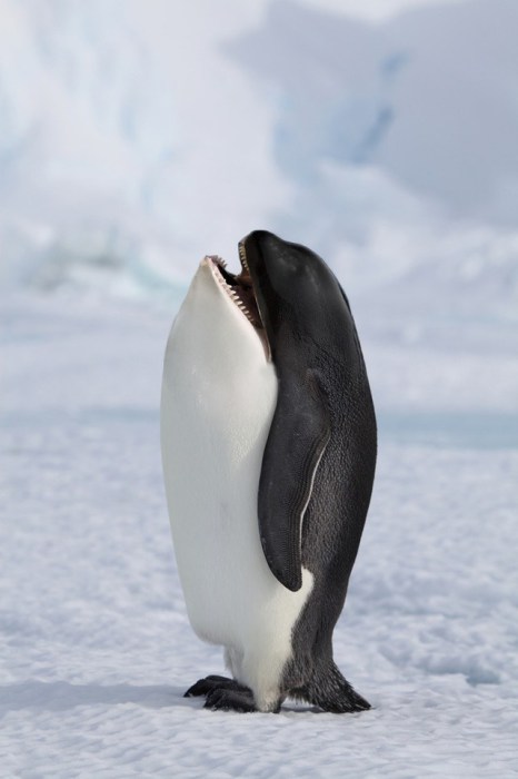 Пингвинокит. Автор: Arne Olav.