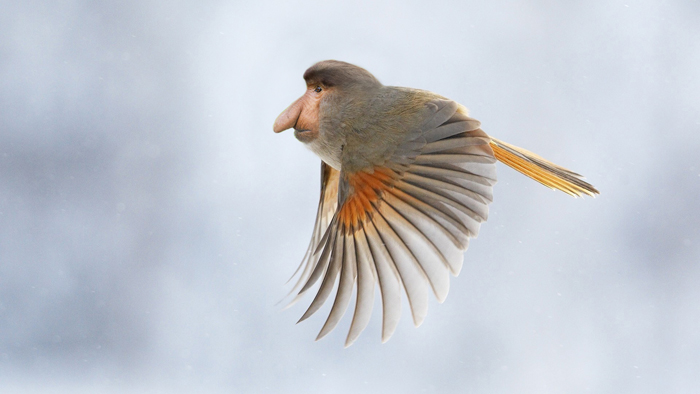 Зимняя птица. Автор: Arne Olav.