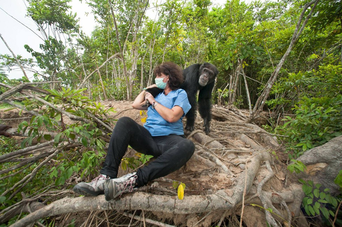 Более 30 лет назад Понзо был отправлен на необитаемый остров вместе с другими шимпанзе.