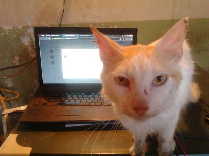 Бирди - кот, которого стерилизовал неопытный ветеринар. В итоге у него развилось инфекционное воспаление, от которого семье Рейного пришлось его лечить. Сейчас он чувствует себя уже лучше.