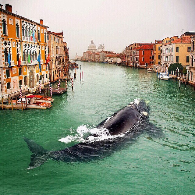 Кит в Венеции. Автор: Robert Jahns.