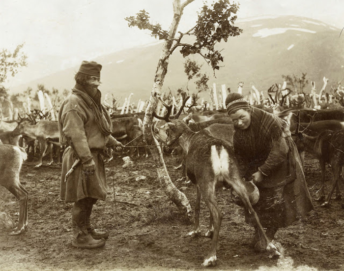 Саами со своим стадом оленей. 1880-1920.