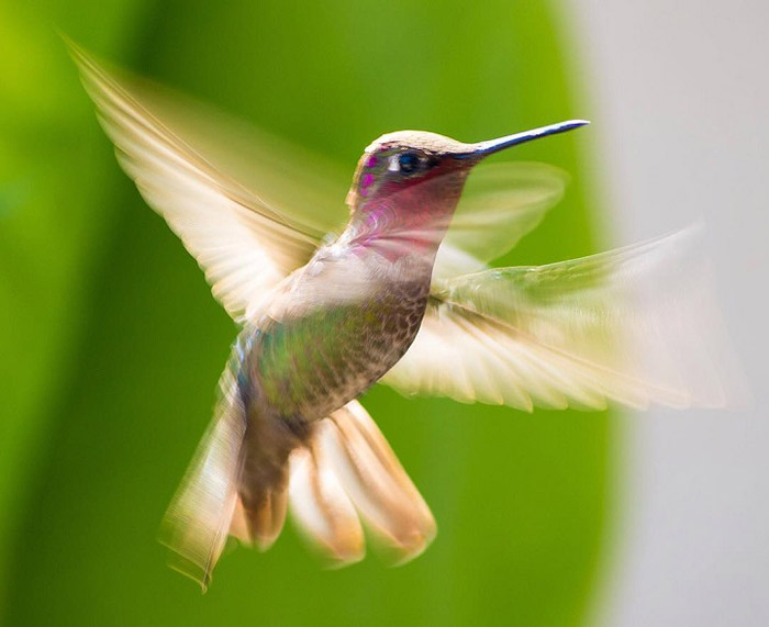 Чтобы сделать удачный кадр с летящим колибри, следует проявить терпение. Фото: Tracy Johnson.