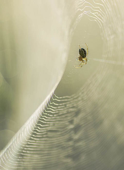 Фотограф из Франции сфотографировал паука ранним утром на своей паутине.