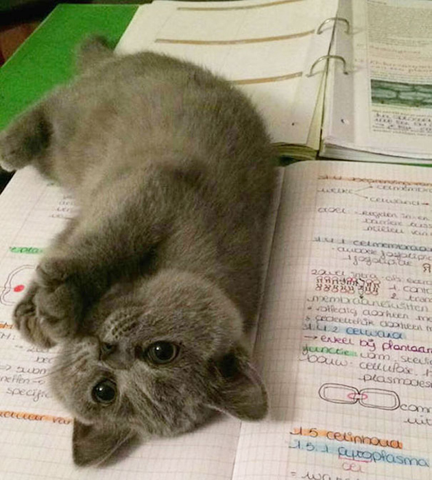 Хватит учиться, смотри мне в глаза!