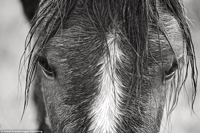 Дикие лошади являются главной достопримечательностью острова Камберлэнд. Фото: Anouk Masson Krantz.