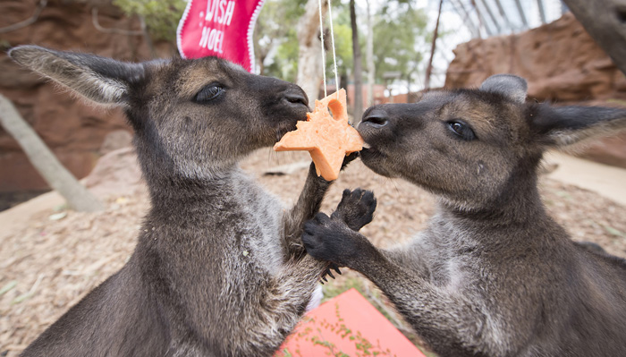 Кенгуру Дот и Матильда  делят рождественское угощение в зоопарке Сиднея. 23 декабря 2016. Фото: James D. Morgan.