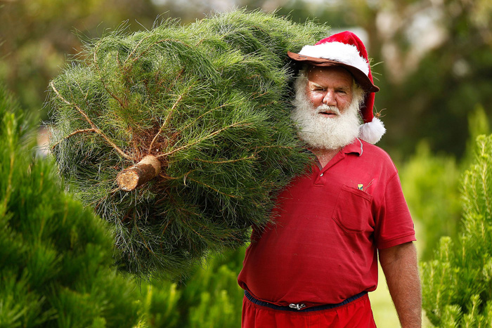 Мужчина в костюме Санты помогает семьям выбрать дерево на Рождество. 13 декабря 2014. Фото: Brendon Thorne.