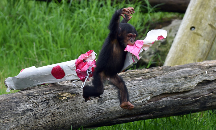 15-месячный шимпанзе Фумо прыгает с бревна, унося свой подарок на Рождество. 9 декабря 2014. Фото: William West.