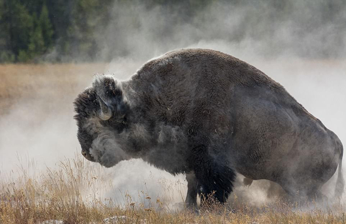 Спасло фотографа то, что он заранее знал, как надо спасаться от бизона.